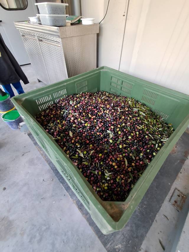 The olive harvest, on its way to be pressed