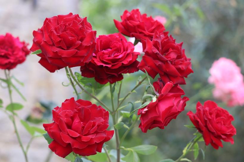 Roses in the garden
