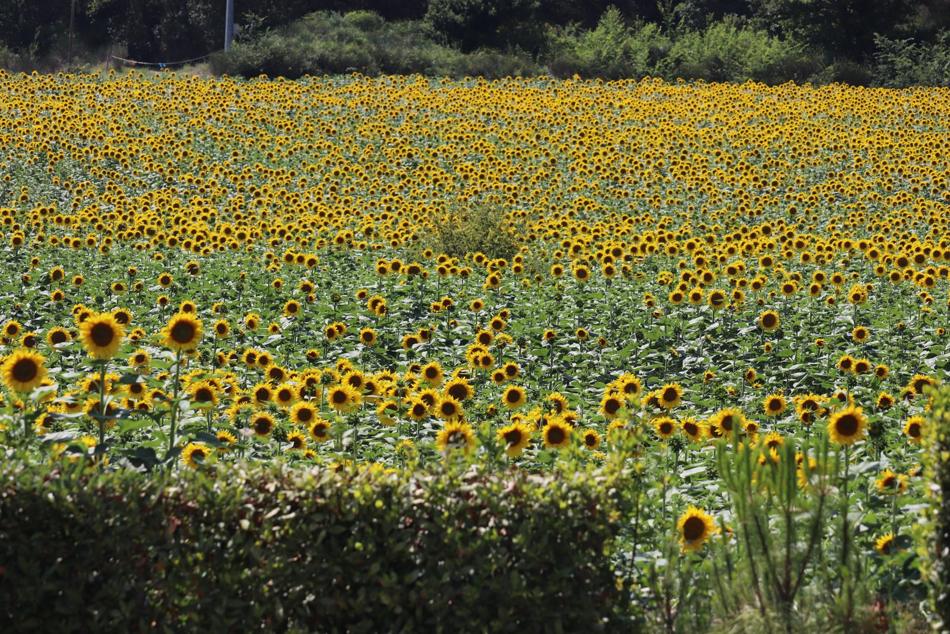 Sunflower fields