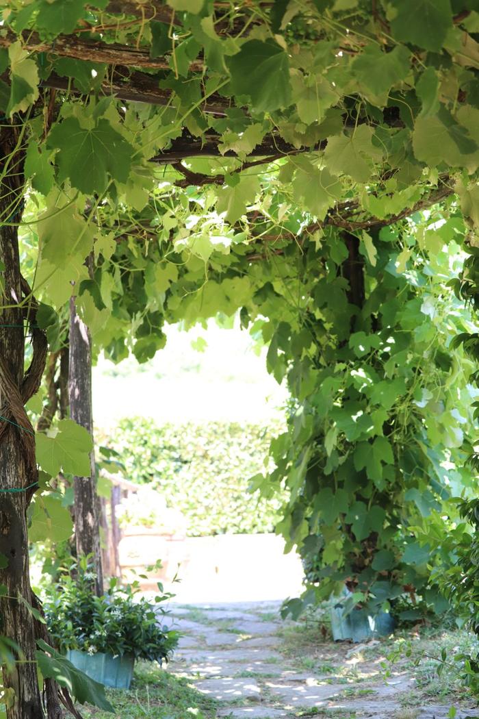 Vine-covered walkway